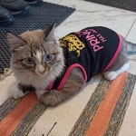 여름 코튼 강아지 고양이 티셔츠 조끼 작은 Gotas 공주 애완 동물 의류 요크셔 스핑크스 mascotas 셔츠 : 에피유통 에피유통