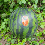 고당도 하우스 수박 흑수박 3kg 4kg 5kg 6kg 7kg 8kg : 쭌키친