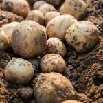 포실포실 옛날 분감자 맛 강원도 햇 두백 감자 10kg : 행복한파머씨