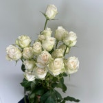 아이스윙 반단 농장직송 졸업 생일 축하 장미꽃 꽃선물 장미 스승의날 어버이날 기념일 : 송현장미