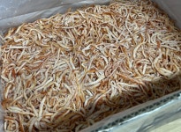 국내가공 진미채 10kg 벌크 박스 건어물도매 백진미 홍진미 맛진미 참진미 백진미채 홍진미채 진미 일미 오징어채 대용량 식당 업소용 중부시장... 