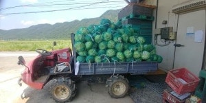 유기농 양배추5kg : 유기농산하농원