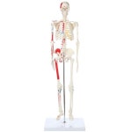 Axis Scientific Mini Human Skeleton Model with Metal Stand 31인치 키 도장 및 번호가 매겨진 근육 삽입 원점 연구용 제품 설명서... 