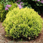 에메랄드부쉬 삽목2년 고급수종 측백 서양둥근측백 묘목 나무 가든 나무마켓 : 나무가든마켓