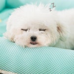 여름용 애완견 쿨링 매트 침대 담요 아이스 실크 패드 소파 켄넬 소형 중형견용 고양이 카시트 쿠션 : 렛츠바잉15