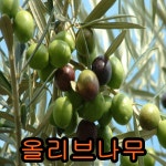 올리브나무 (어린묘)삽목4년 결실주 1그루 나무 묘목판매 : 나무야원예