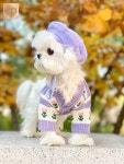 강아지 봄 올인원 니트 가을용 고양이 : 밤가시3