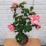 동백나무 - 대륜 삼색동백나무65 : 샬롬꽃농원