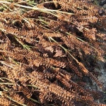 국산 들기름 냉압착 생들기름 180ml : 여주 정연이네 게걸무 농장