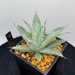 아가베 집소필라 x 아가베 우타헨시스(실생) / Agave gypsophila x Agave utahensis (seedling) : 메이리아가베