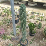 포르베시 랜덤발송 Cereus forbesii 다육 다육이 다육식물 국민다육 다육이키우기 박세리 선인장 플랜테리어 미니선인장 : 수암다육농장