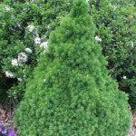 코니카가문비 삽목2년 고급수종 상록수 소나무 가문비 묘목 나무 가든 나무마켓 : 나무가든마켓