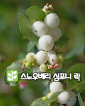 스노우베리 심포니 락 P9포트 : 산골정원