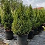 코니카가문비 삽목2년 고급수종 상록수 소나무 가문비 묘목 나무 가든 나무마켓 : 나무가든마켓