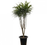 공기정화식물 드라세나 자바 대품 약125cm : 츼츼상점
