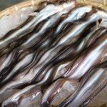 아나고회 하모회 붕장어샤브 하모샤브 1kg : 해바기수산