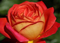 봄바람가든 독일장미 탄타우 개화주 미드썸머 꼼꼼한포장 정원용장미 관목 : 봄바람가든