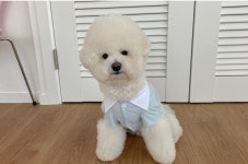 강아지옷 외출복 봄옷 코튼 롤린 데일리 셔츠 S-XL : 아뭉아뭉