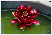 수련구근/!!온대수련모종-올머스트블랙 : 참샘골연꽃농원