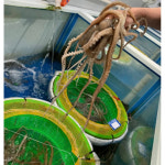 낙지 산낙 탕탕이 뻘 갯벌 해남 낙지볶음 낙지회 : 해남낙지대장