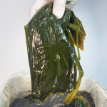 백억 명이절임 10kg 명이나물 장아찌 중국산마늘 대용량 업소용반찬 식당용반찬 : 백억푸드웨이