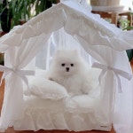애완견 레이스 공주 침대 텐트 고양이 강아지집 침실 애견 하우스 : 제이에스원투