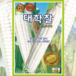 옥수수씨앗 대학찰 70립 연농1호 괴산 대학찰 옥수수 종자 : 올팜농자재