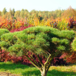 반송 소나무 접목1년 조경수 묘목 나무 가든 나무마켓 : 나무가든마켓