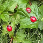 차량장식  DIY 마이크로 풍경 이끼 다육 작은 장식품 만화 붉은 딱정벌레 7 성 무당 벌레 나무 공예품 집 장식 100 개 : 오름상상회