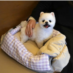 강아지 애견 고양이 이동가방 캐리어 패리스독 에브리웨어 패디드백 유모차가드 쿠션 겸용 : 펫아지트