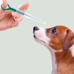 알약 필건 투약기 물약 디스펜서 반려동물 강아지 고양이 약먹이기 : GRAND OPEN