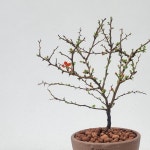 미리내가든 장수매화 분재 개업 집들이 선물 축하화분 : 미리내가든