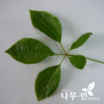 [나무인] 오가피묘목 5개 토종오가피 : 나무인 영농조합법인