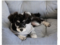 강아지조수석카시트 강아지동반자동차여행 강아지드라이브 펫시트 애견 편안한 애완동물 차시트 : 황금알 상점