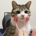 PET 고양이 마사지 빗 야옹 롤러 스트레스 해소 강아지브러쉬 : 조니직구