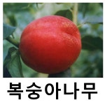 복숭아나무 묘목 천도 서광28호 접목1년 특묘 2주묶음 : 언니농원