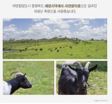 김소형 흑염소 진액 70ml x 30포 : 하프 스타