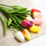 러블리 망고 튤립 : 수부마켓