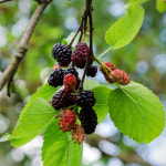 오디 슈퍼오디[울트라뽕] 접목1년 유실수 묘목 나무 가든 나무마켓 : 나무가든마켓