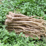 국내산 나물용 생 도라지 1kg : 친환경팔도