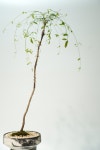 실남천 - 나우도자 식재 : GARDEN US