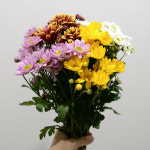 꽃한단 소국 세트 포드 금수 생화 택배 농장직송 꽃선물 꽃다발싼곳 온라인꽃배달 국화 졸업식 : 꽃 한단