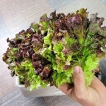 [상추마루]당일수확 익산 꽃상추,청상추 1kg,2kg : 상추마루