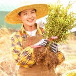 회양목 40cm -정원꾸미기 최상품  [온뜨락농원 plus] : 온뜨락농원