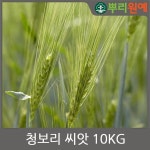 청보리 보리 겉보리 도국내산 씨앗 1kg s33 : 뿌리원예