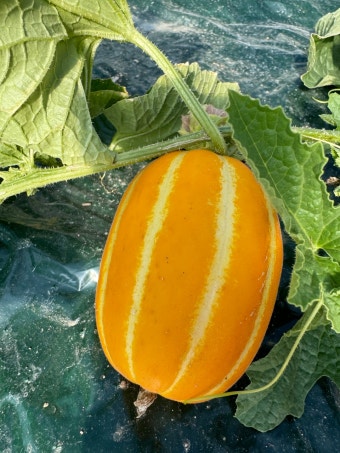프리미엄 성주 참외 선물용 가정용 10kg 꿀참외 : 별고을 상회