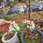 명자나무 (일월성) 대품 개화주 (분묘) : 새싹에서나무까지