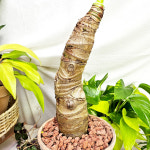 와이키키농장 식물만 알로카시아 오도라 마블 토분 세트 공기정화 키우기쉬운 반려 카페 감성 식물 : 와이키키 농장