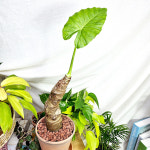 와이키키농장 알로카시아 오도라 마블 토분 세트 공기정화 키우기쉬운 반려 카페 감성 식물 : 와이키키 농장