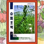 조생종참깨씨앗 신품종 슈퍼 조백참깨씨앗 쌍대깨 3000립 : 삼대씨앗